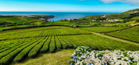 Furnas，Thermal Springs和Tea Plantation Day Tour与午餐 - Housity