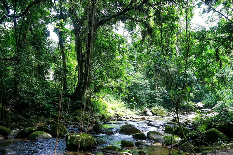 Mambucaba River Rafting with Stunning Forest Scenery Access