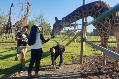Cheetah, Giraffes Encounter, lion's park, and Wine Tasting