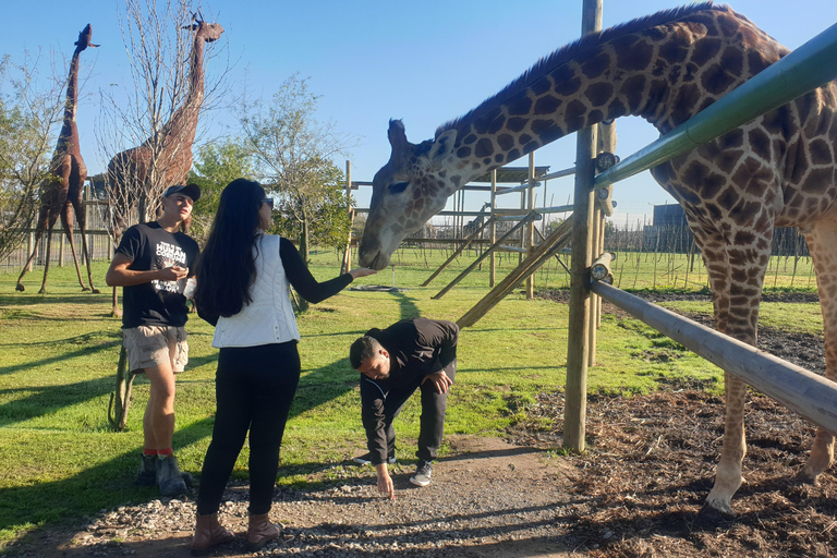 Cheetah, Giraffes Encounter, lion's park, and Wine Tasting