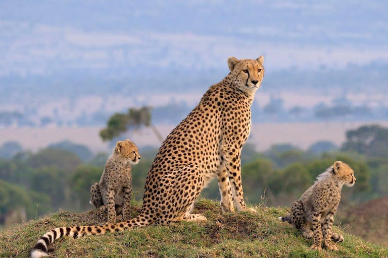 Nairobi National Park Half-Day Game Drive