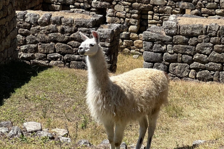 From Cusco: Machupicchu Full Day Trip by Train