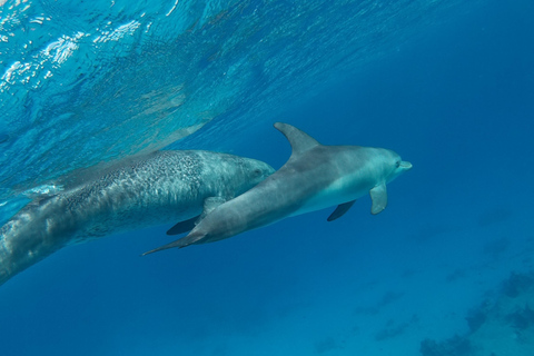 Hurghada: All-Inclusive Elite VIP Dolphin House & Massage Including Transfer from Hurghada