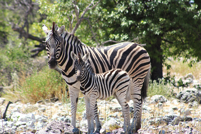 Windhoek: 3-Day Guided Safari in Etosha with Lodge