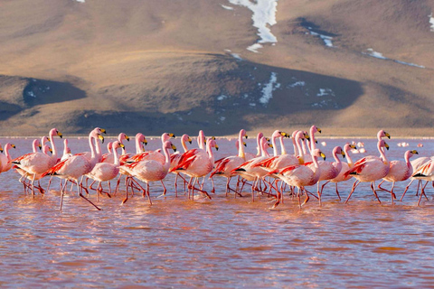 Vanuit San Pedro de Atacama |4-daagse tour naar de zoutvlakte van Uyuni