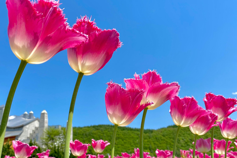 Eastern Hokkaido: Shibazakura & Tulip Park Day Tour Sapporo TV Tower Departure