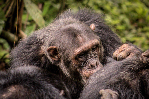 KIGOMA: Chimpanzees trekking Day Trip in Gombe national park Private Chimpanzee Trekking with Hotel Transfer and Lunch