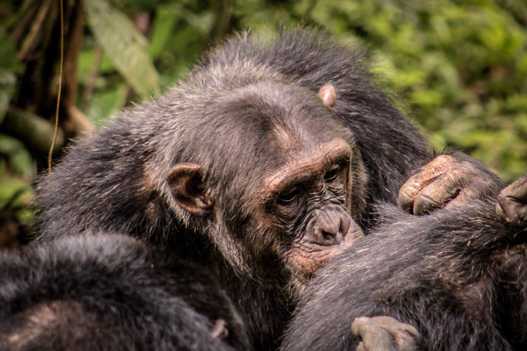 KIGOMA: Chimpanzees trekking Day Trip in Gombe national park Private Chimpanzee Trekking with Hotel Transfer and Lunch