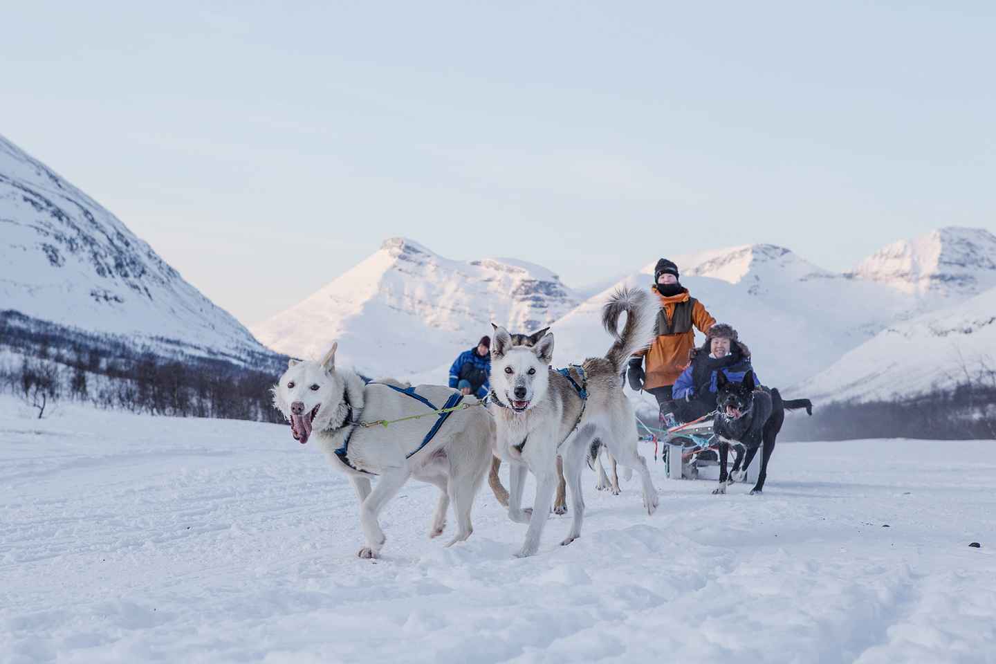 From Tromsø: Daytime Dog Sledding at Camp Tamok