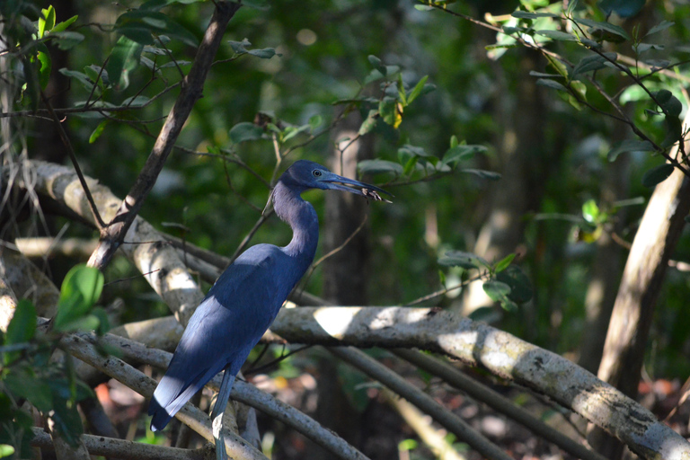 Santuario de Aves Caroni: Kayak en los Humedales