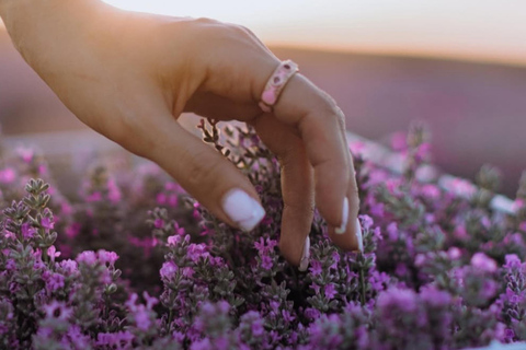 Gabala Lavender Fields Tour