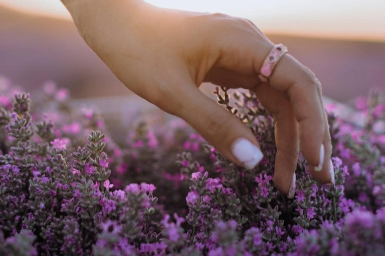 Gabala Lavender Fields Tour