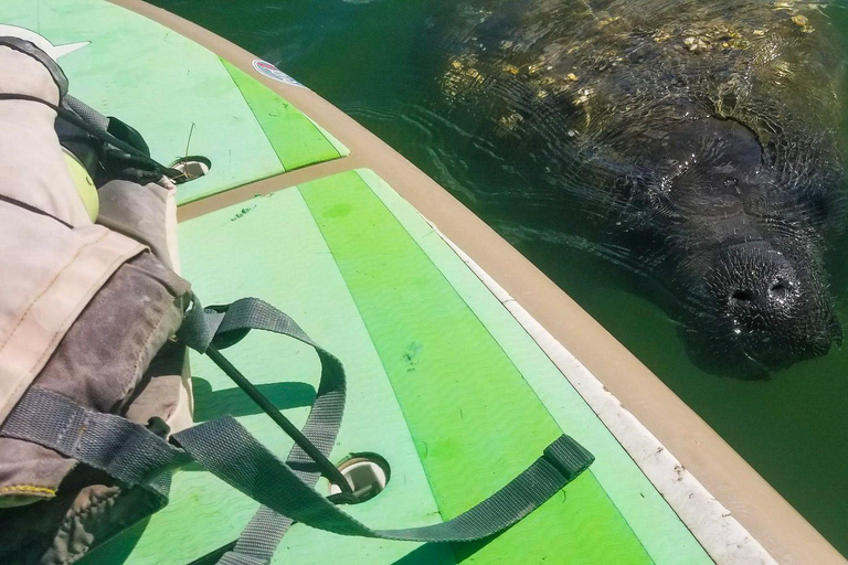 Sarasota: Lido Key Mangrove Tunnel Kayak or Paddleboard Tour Paddleboard