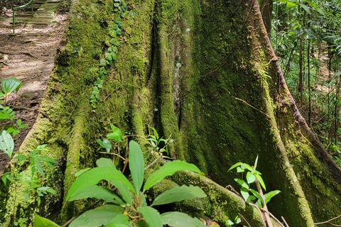 Trinidad: Experiencia en el Santuario de Aves del Centro Natural Asa Wright