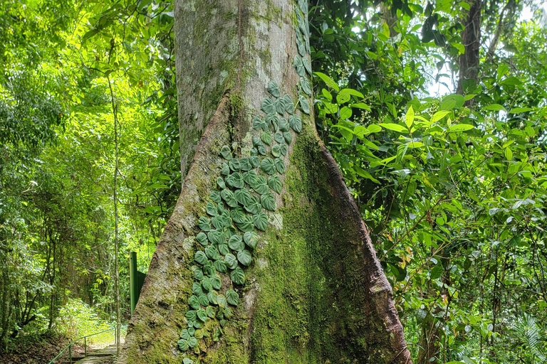 Trinidad: Experiencia en el Santuario de Aves del Centro Natural Asa Wright