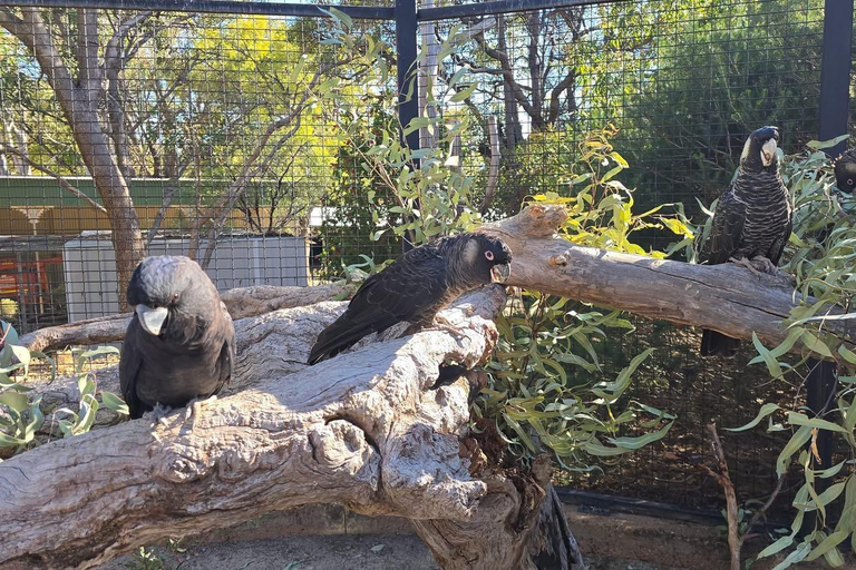 Perth: Kaarakin Black Cockatoo Conservation Tour & Hike
