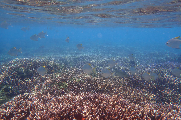 Colombo: 3-Day Trincomalee Beach & Whale Watching Tour