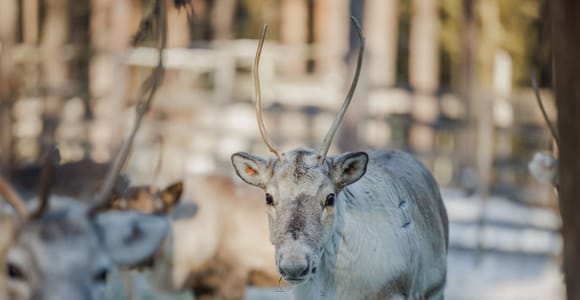 Rovaniemi: Reindeer Experience with Sleigh Ride