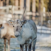 Rovaniemi : Expérience avec les rennes et promenade en traîneau