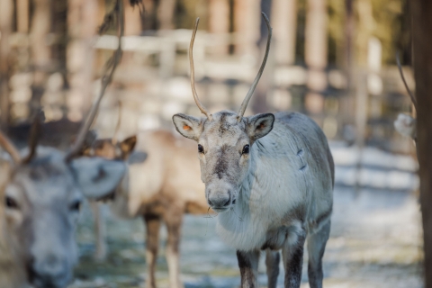Rovaniemi: visite traditionnelle d'une ferme de rennes avec balade en traîneau