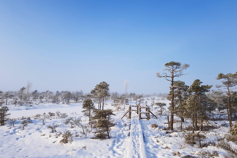 Ķemeri Great Bog With Optional Sunrise & Jūrmala Visit Ķemeri Bog Shared Small Group Tour