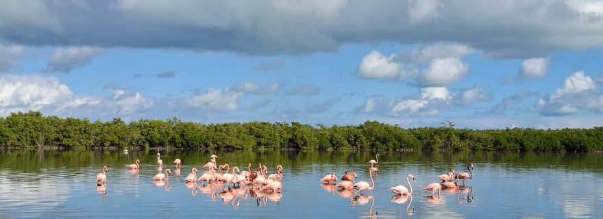 Sortie en bateau à Río Lagartos et Las Coloradas : flamants roses, mangroves