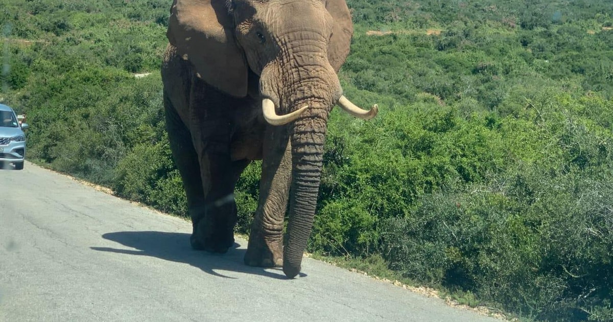 Elephant Sanctuary Walking Tour/Addo elephant park tour | GetYourGuide