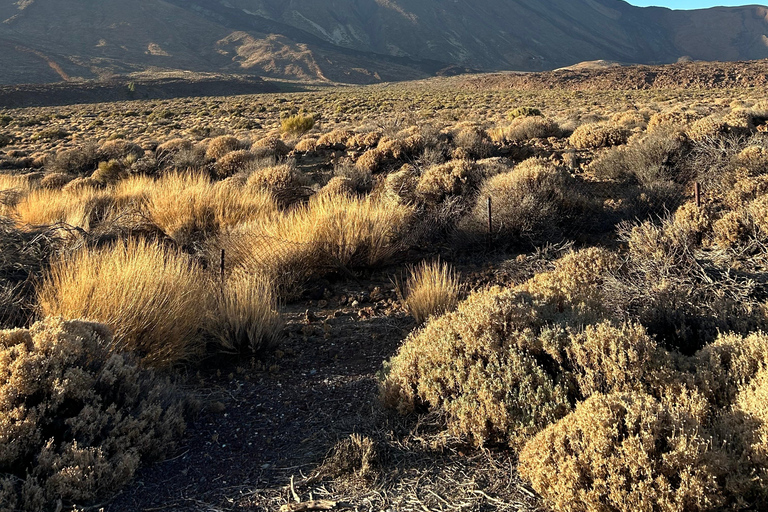 South Tenerife: Off-the-beaten-track buggy adventure South Tenerife: Full-Day Self-Drive Buggy Experience
