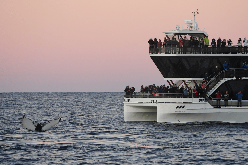 A humpback whale’s tail rises beside a white catamaran whose decks are lined with passengers, under a pink dusk sky