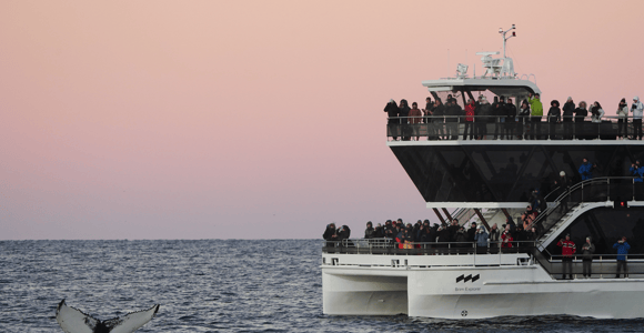 Tromsø: Whale Watching Tour by Hybrid-Electric Boat