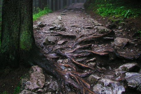 Argelès-sur-Mer: guided morning hike to the Massane tower