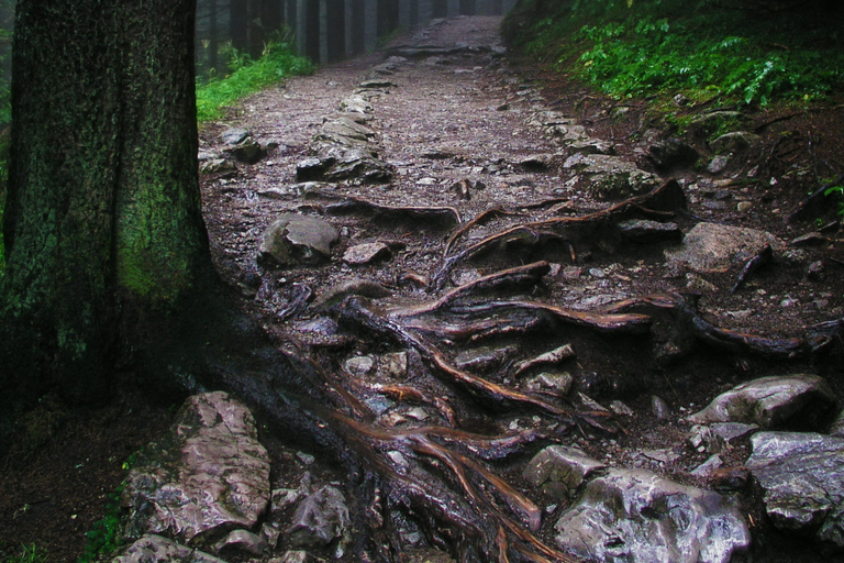 Argelès-sur-Mer: guided morning hike to the Massane tower