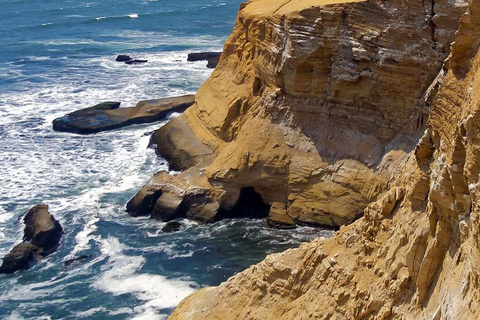 From Ica: Ballestas Islands + Paracas National Reserve