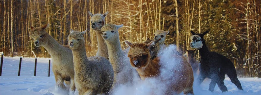Helsinki : Visite guidée d'une ferme d'alpagas (privée)