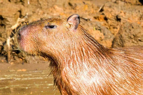 Depuis Tambopata : Randonnée dans la jungle amazonienne et lac Sandoval 1 jour