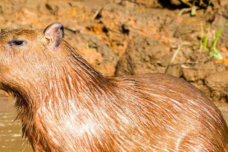 Depuis Tambopata : Randonnée dans la jungle amazonienne et lac Sandoval 1 jour