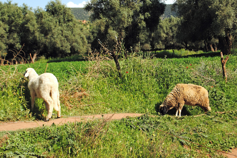 Agadir/Taghazout: Paradise Valley Half-Day Tour with LunchTour without Lunch