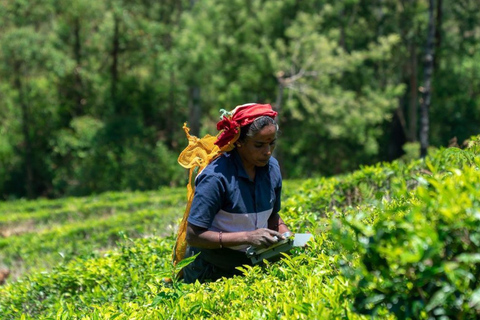 Lipton Seat Legacy: Tuk-Tuk & Train Tea Trails Tour