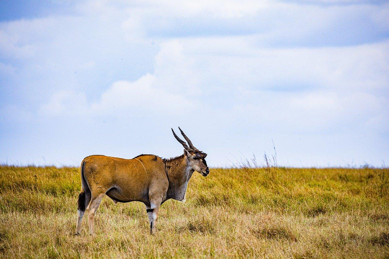 Från Zanzibar: Mikumi dagssafari (flyg och öppen safari-jeep)