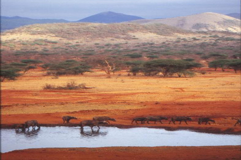 Da Nairobi: Safari di 5 giorni nei parchi nazionali di Amboseli e Tsavo