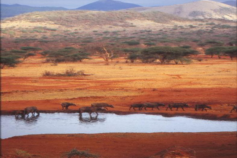 Da Nairobi: Safari di 5 giorni nei parchi nazionali di Amboseli e Tsavo