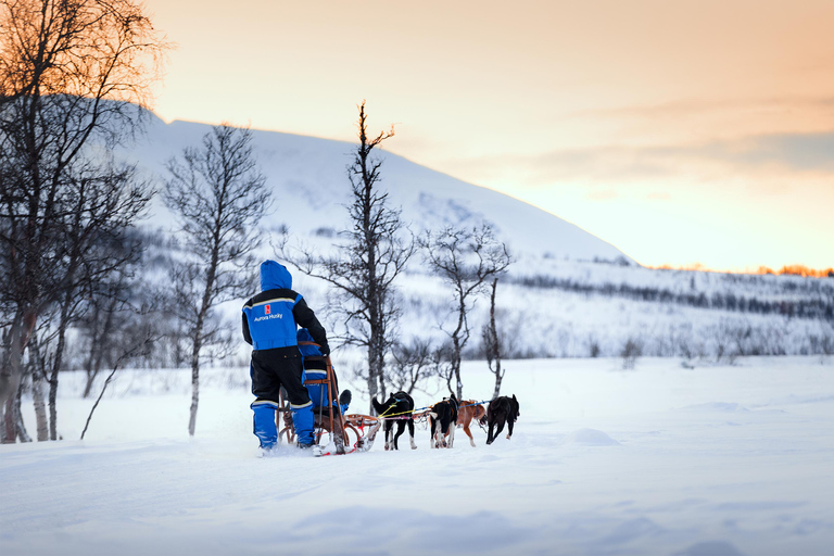 From Tromsø: Dog Sledding Experience with Transfer