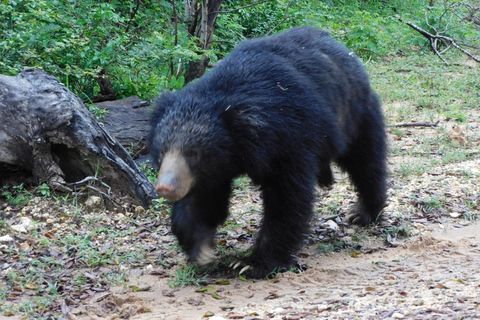 Yala Safari: High-Luxury PRIVATE Tours with Entry Tickets Half Day (6 hours) Safari PRIVATE Tours morning or afternoon