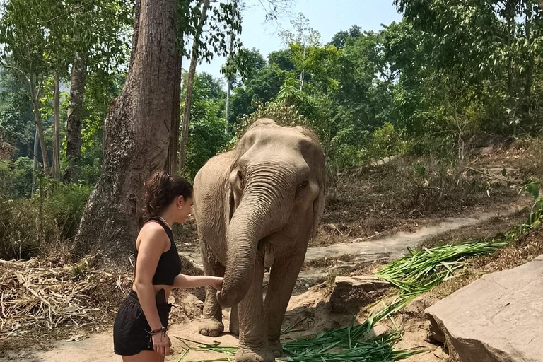 Chiang Mai: 2-Day Jungle Trek with Elephant Farm & Raft Ride Hotel Pickup and Drop-off (within Pickup Area)