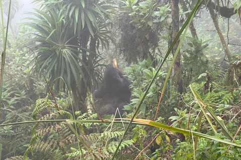 Excursión de Aventura de 1 Día por el Monte Bisoke, Parque Nacional de los Volcanes