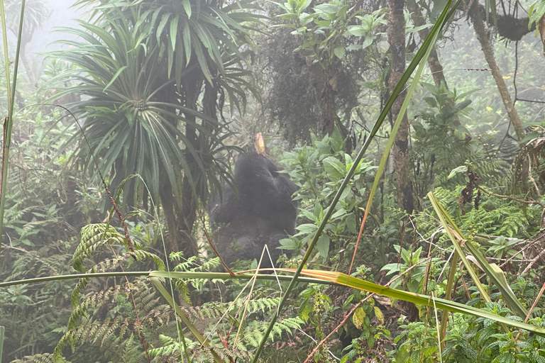 1 Tag Mount Bisoke Wanderabenteuerreise, Volcanoes N Park