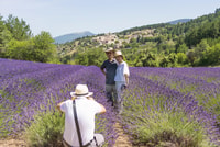 From Avignon, Lavender Villages Day Trip - Housity