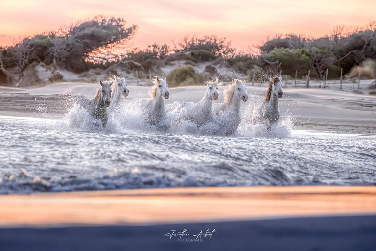 Camargue: Fotoworkshop in den Sümpfen mit freilaufenden Pferden