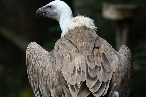Ruhla: bilhete para um espetáculo aéreo com águias, corujas e muito mais.Ruhla: Bilhete para um show aéreo com águias, corujas e outros animais