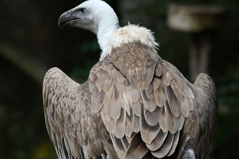 Ruhla: bilhete para um espetáculo aéreo com águias, corujas e muito mais.Ruhla: Bilhete para um show aéreo com águias, corujas e outros animais
